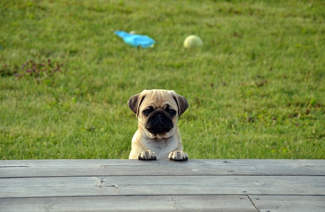 black pug