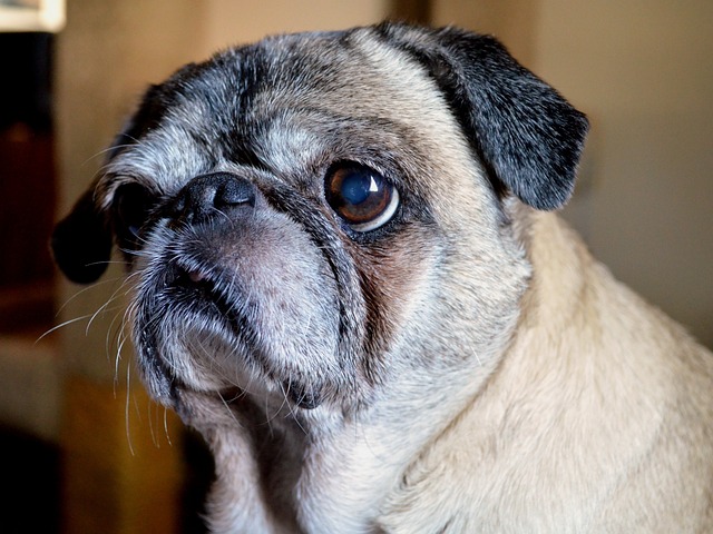 black and brown pug