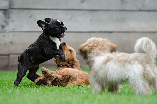fluffy french bulldog