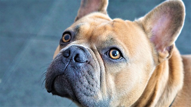 fluffy french bulldog