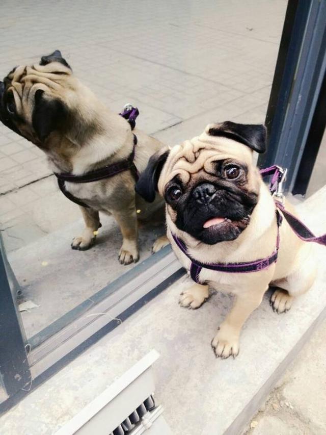 9 Steps to Pick a Healthy and Beautiful Pug Puppies插图4