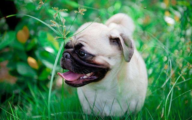 9 Steps to Pick a Healthy and Beautiful Pug Puppies插图7
