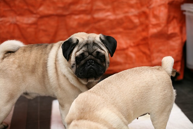 Retro Pug: Breed Differences and Similarities to Beagles Part 2插图7