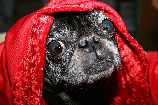 Red Pug: The Pain Behind the Ugly and Cute插图8