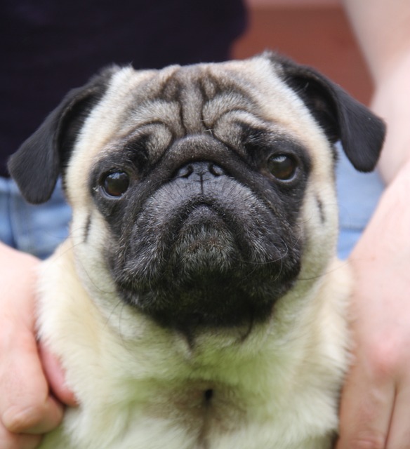 Silver Fawn Pug: Daily Breeding of Pugs Part 2插图20