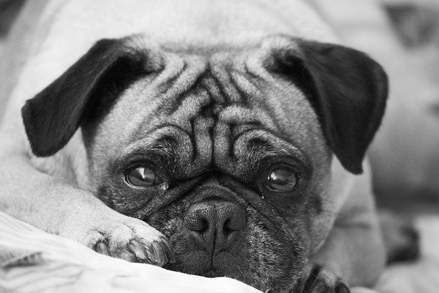 What to Look for When Bathing a Dark Brown Pug Puppy插图5