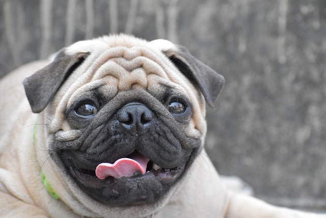 Silver Fawn Pug: Daily Breeding of Pugs Part 1插图8