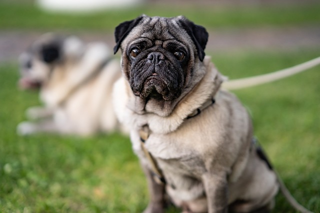 Pug Dog Colours: Common Characteristics of Pugs with Different Coat Colors插图9