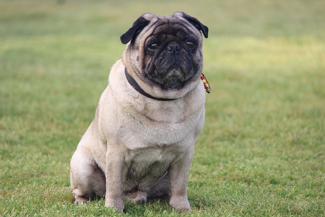 Silver Fawn Pug: Daily Breeding of Pugs Part 2插图7