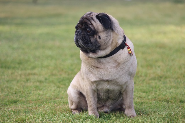 Silver Fawn Pug: Daily Breeding of Pugs Part 2插图18