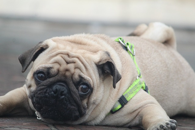 Dark Brown Pug: A Small Encyclopedia of Cute Pets插图5