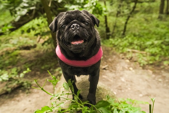 What to Look for When Bathing a Dark Brown Pug Puppy插图8