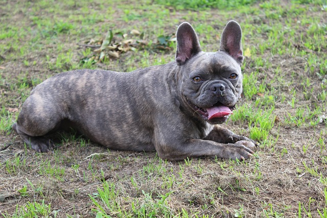 Blue French Bulldog: What Does It Look Like and How to Care for It?插图15