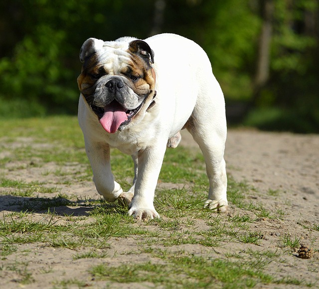 Mini English Bulldog Puppies: A Guide to Breeding插图14