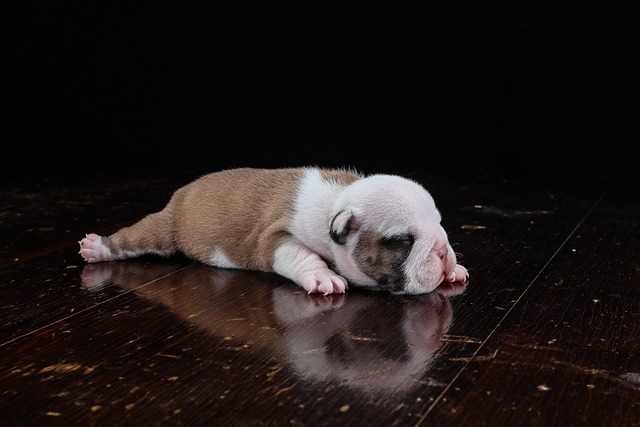 Mini English Bulldog Puppies: Everything You Know About Them插图16