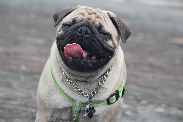 Pug Dog Colours: Common Characteristics of Pugs with Different Coat Colors插图11