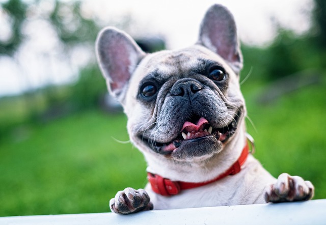 Blue French Bulldog: 5 Interesting Facts插图9