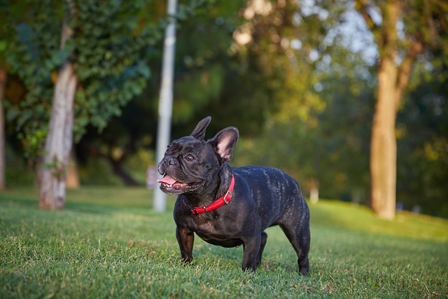 Merle French Bulldog: Health Problems, Prices, and Care插图17