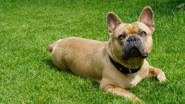 Merle French Bulldog: Health Problems, Prices, and Care插图10