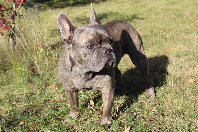 Merle French Bulldog: Health Problems, Prices, and Care插图8
