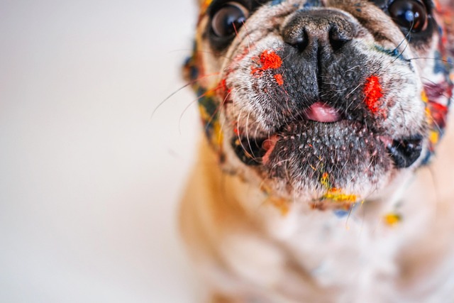 Blue French Bulldog: 5 Interesting Facts插图11
