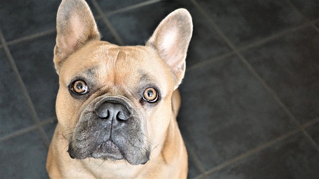 Blue French Bulldog: What Does It Look Like and How to Care for It?插图10
