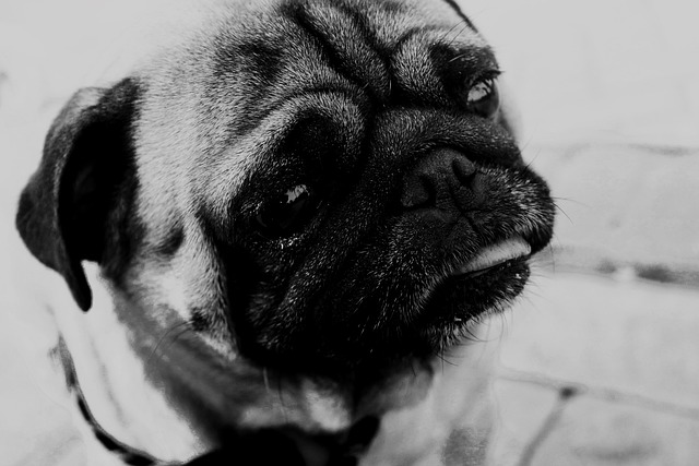 Black and Brown Pug: Reasons Why Few People Keep Them and Hair Loss插图4