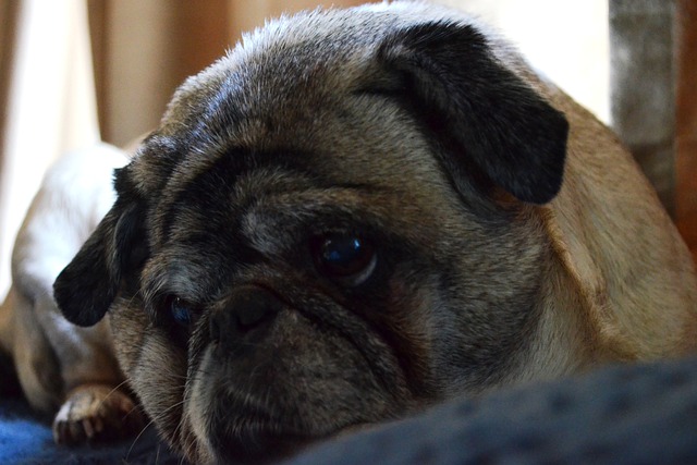 Black and Brown Pug: Reasons Why Few People Keep Them and Hair Loss插图5