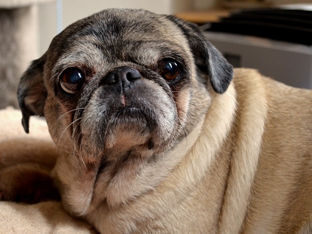 Black and Brown Pug: Reasons Why Few People Keep Them and Hair Loss插图6