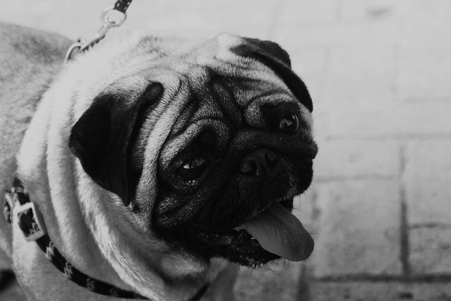 Black and Brown Pug: Reasons Why Few People Keep Them and Hair Loss插图7