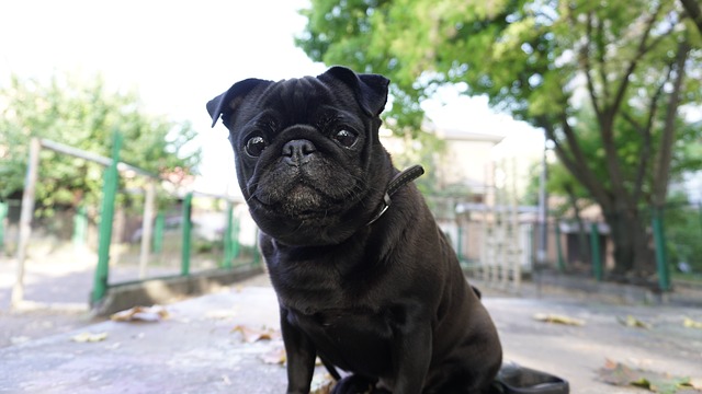 Black and Brown Pug: Reasons Why Few People Keep Them and Hair Loss插图8