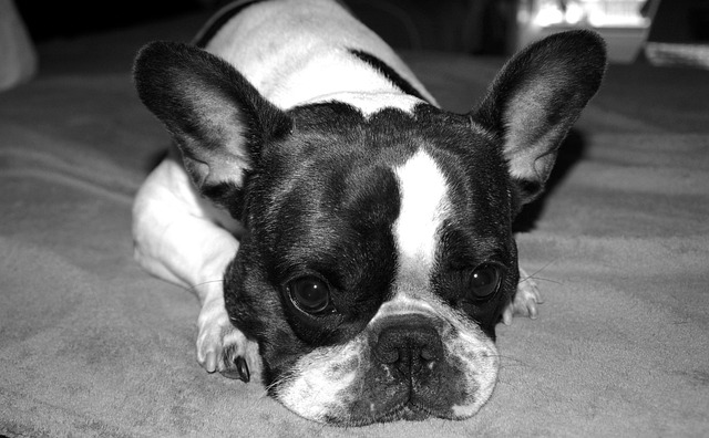 Merle French Bulldog: Health Problems, Prices, and Care插图11