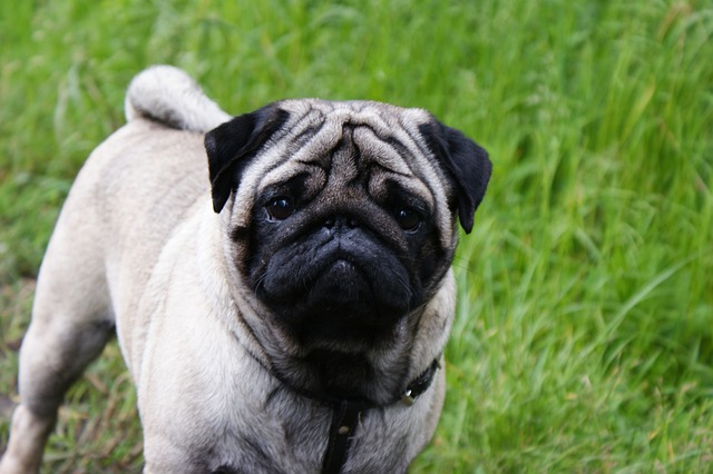 What to Look for When Bathing a Dark Brown Pug Puppy插图3