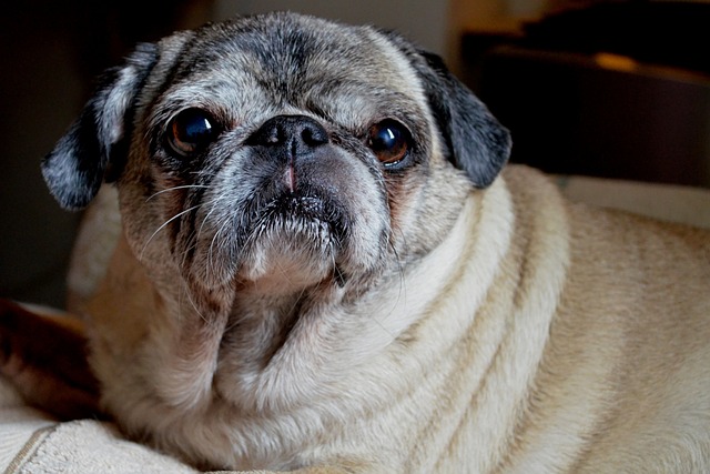 Black and Brown Pug: Reasons Why Few People Keep Them and Hair Loss插图11