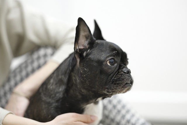 How to Give a Fluffy French bulldog a Bath and How to Choose a Body Wash Part 2插图8