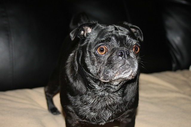 Black and Brown Pug: Reasons Why Few People Keep Them and Hair Loss插图9