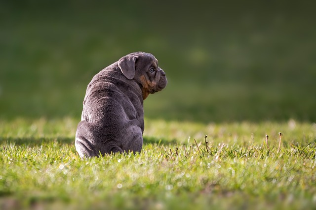 Mini English Bulldog Puppies: A Guide to Breeding插图7