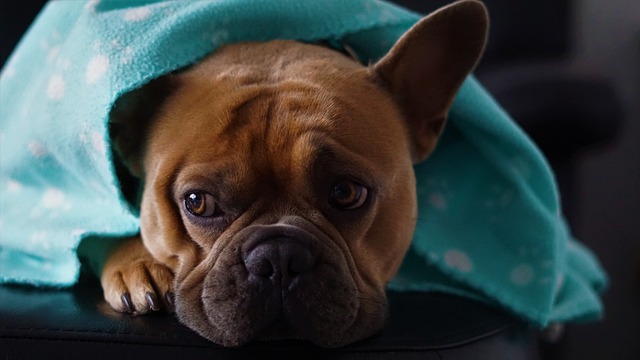 Blue French Bulldog: What Does It Look Like and How to Care for It?插图18