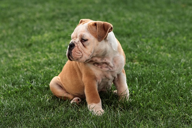 Mini English Bulldog Puppies: A Guide to Breeding插图12
