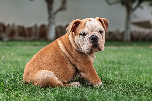 Mini English Bulldog Puppies: Everything You Know About Them插图22