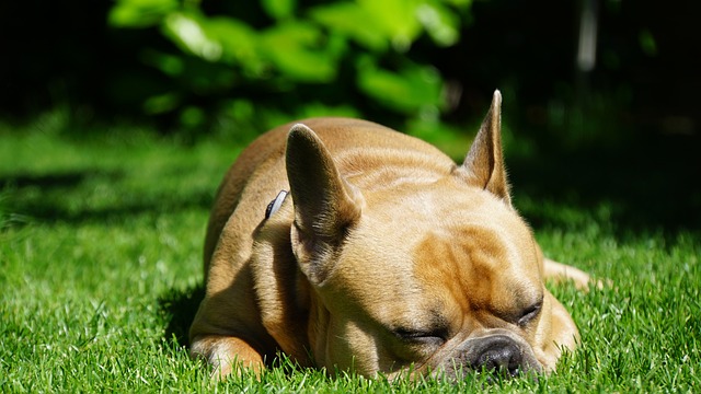 French Bulldog Lifespan: How Long Does a French Bulldog Live插图7