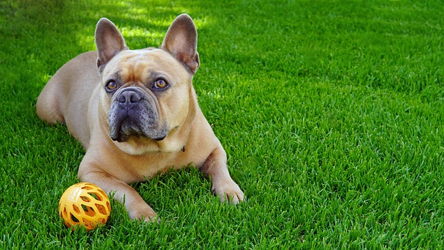 French Bulldog Lifespan: How Long Does a French Bulldog Live插图10