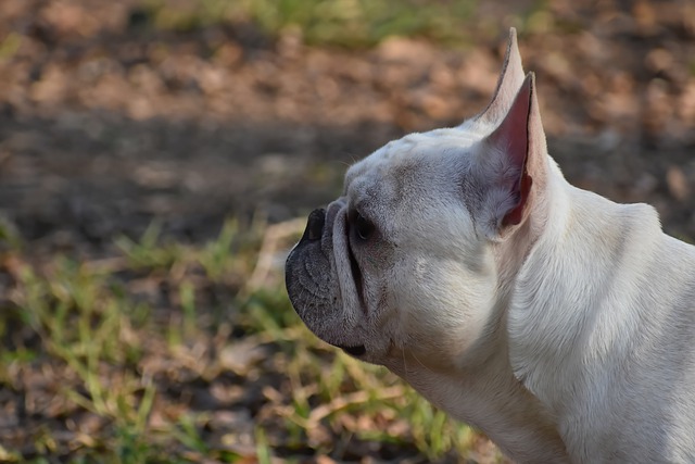 French Bulldog Lifespan: How Long Does a French Bulldog Live插图5