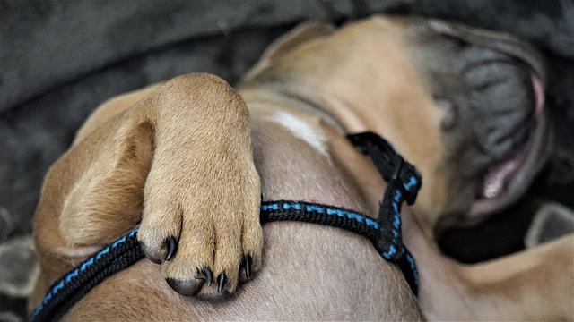 French Bulldog Lifespan: How Long Does a French Bulldog Live插图4