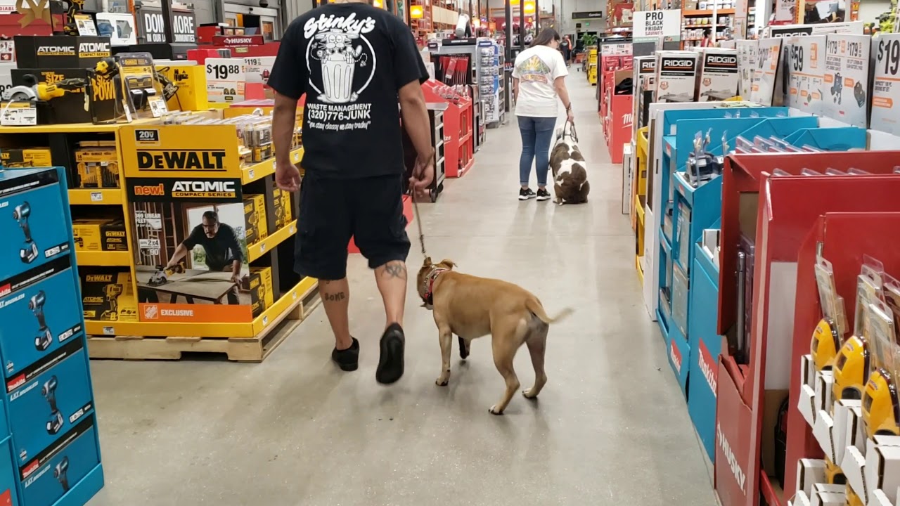 are dogs allowed in home depot