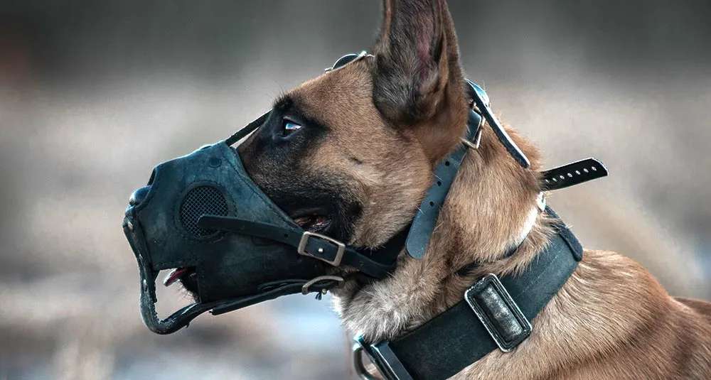 aggressive dog board  and train