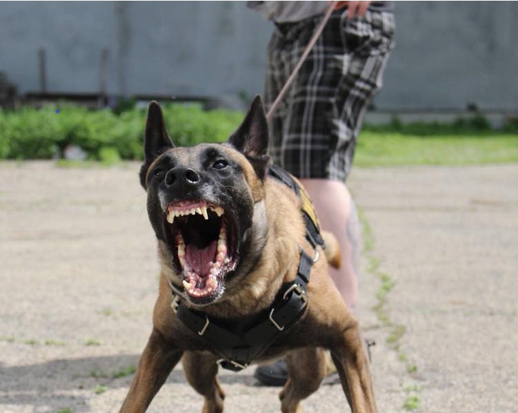 aggressive dog board  and train