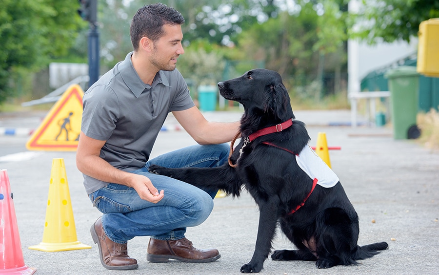 how long does it take  to train a service dog