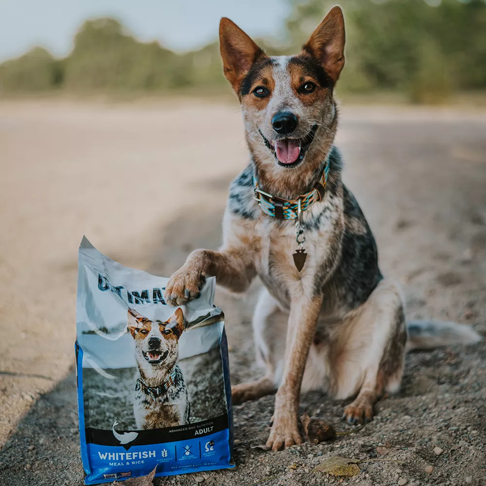 Diving Deep into Dog Food: The Allure of Fish-Based Options插图4