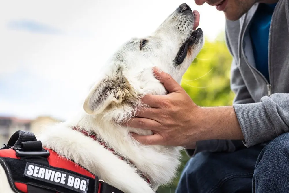 how to become a  service dog trainer